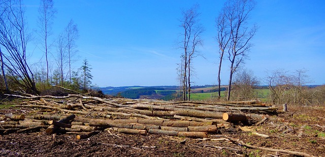 Comprendre la déforestation : définition, chiffres clés, causes, impacts et solutions possibles