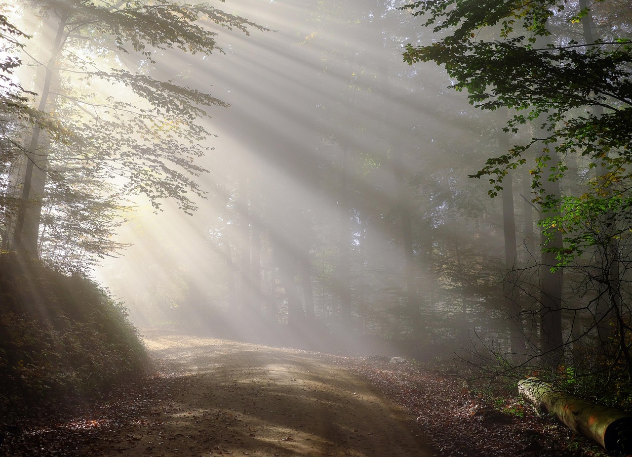 GEO en chiffres : 200 ans, le défi des forêts face au changement climatique