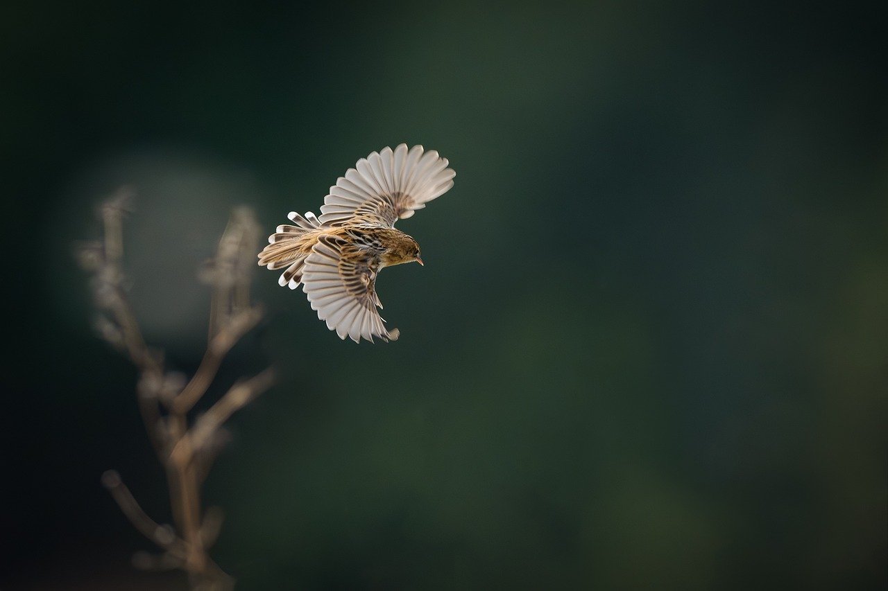 Les conséquences de l’extinction des espèces sur notre environnement