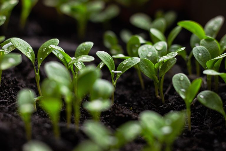 découvrez comment la durabilité transforme notre monde, en explorant des pratiques écologiques, des innovations responsables et des solutions pour un avenir plus vert. engagez-vous pour un changement positif dès aujourd'hui.