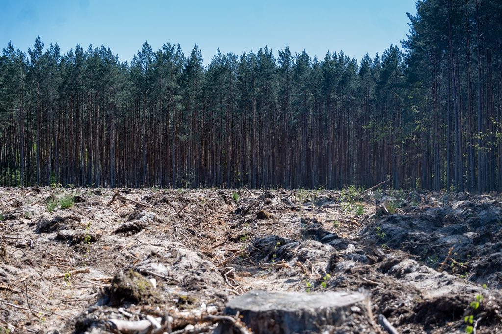 Comment la déforestation impacte-t-elle le climat ?