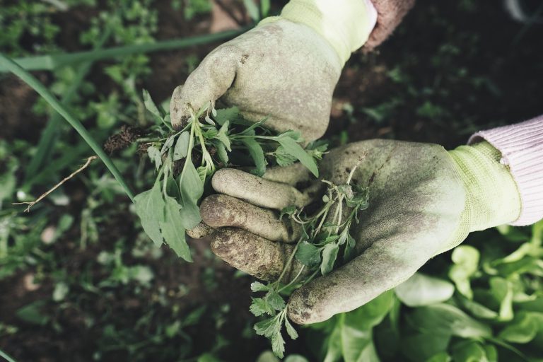 découvrez l'art du jardinage urbain et transformez votre espace en un oasis de verdure. apprenez des techniques simples pour cultiver vos propres plantes, légumes, et herbes, même dans les petites surfaces. idéal pour les citadins soucieux de l'environnement!