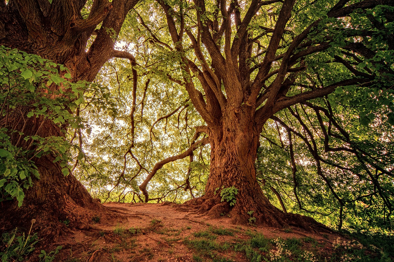 Le rôle des forêts dans la lutte contre le changement climatique