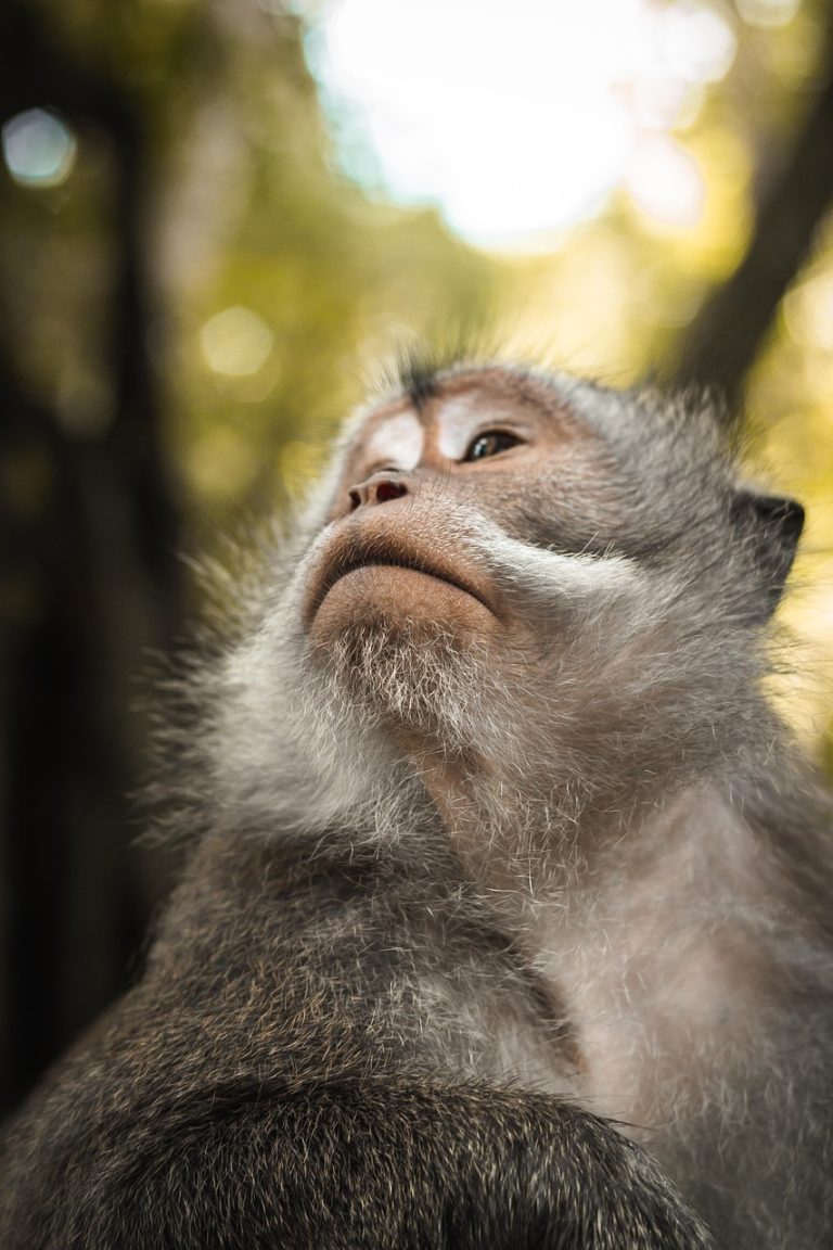 L’interconnexion entre la biodiversité et le changement climatique