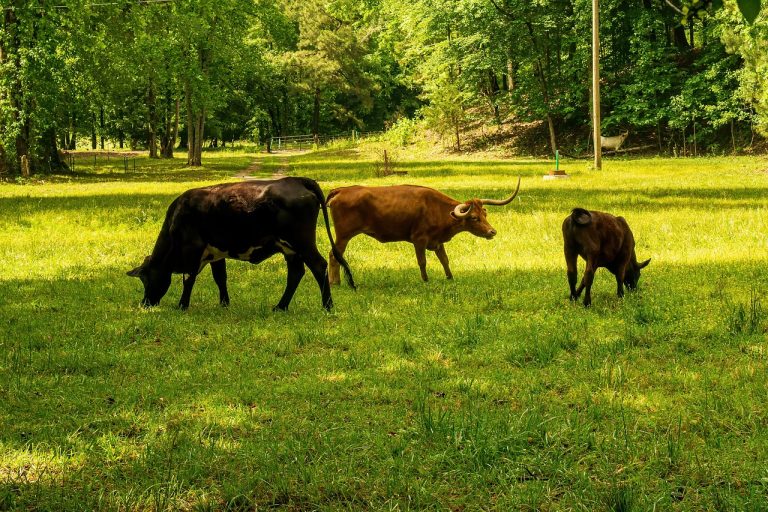 découvrez tout sur l'empreinte carbone, ses enjeux environnementaux, et comment réduire votre impact sur la planète. apprenez des astuces concrètes pour un mode de vie plus durable.