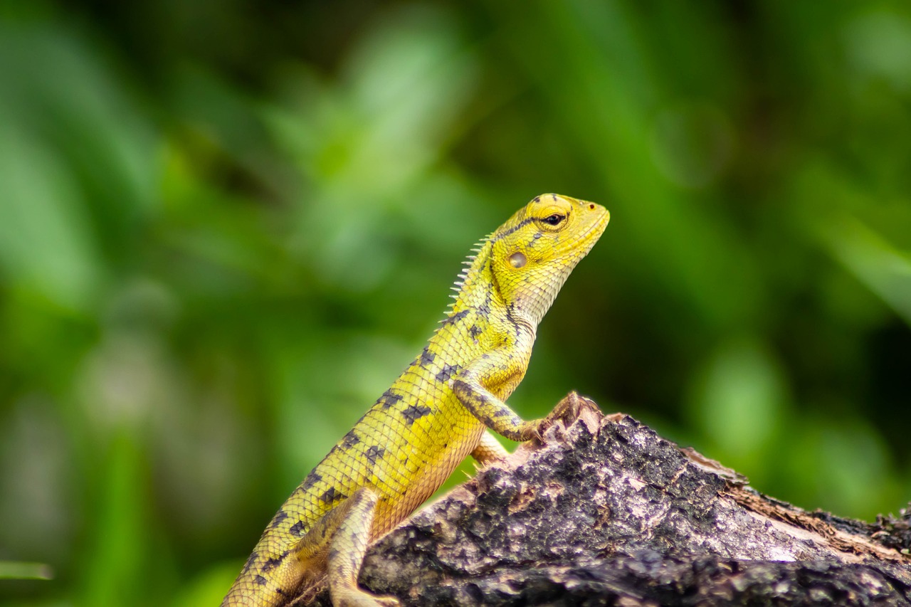 découvrez le processus d'adaptation, une exploration des stratégies et des mécanismes qui permettent aux individus et aux espèces de s'ajuster aux changements environnementaux et aux nouvelles réalités. apprenez comment l'adaptation influence notre évolution, nos comportements et notre quotidien.