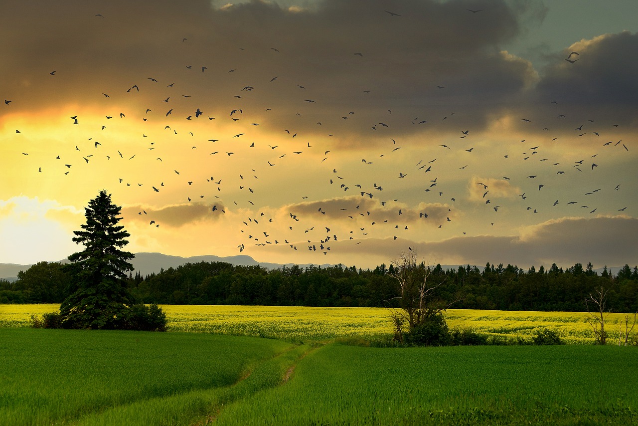 découvrez la richesse de la biodiversité, un enjeu crucial pour notre planète. explorez les espèces, les écosystèmes et l'importance de préserver la diversité naturelle pour un avenir durable.