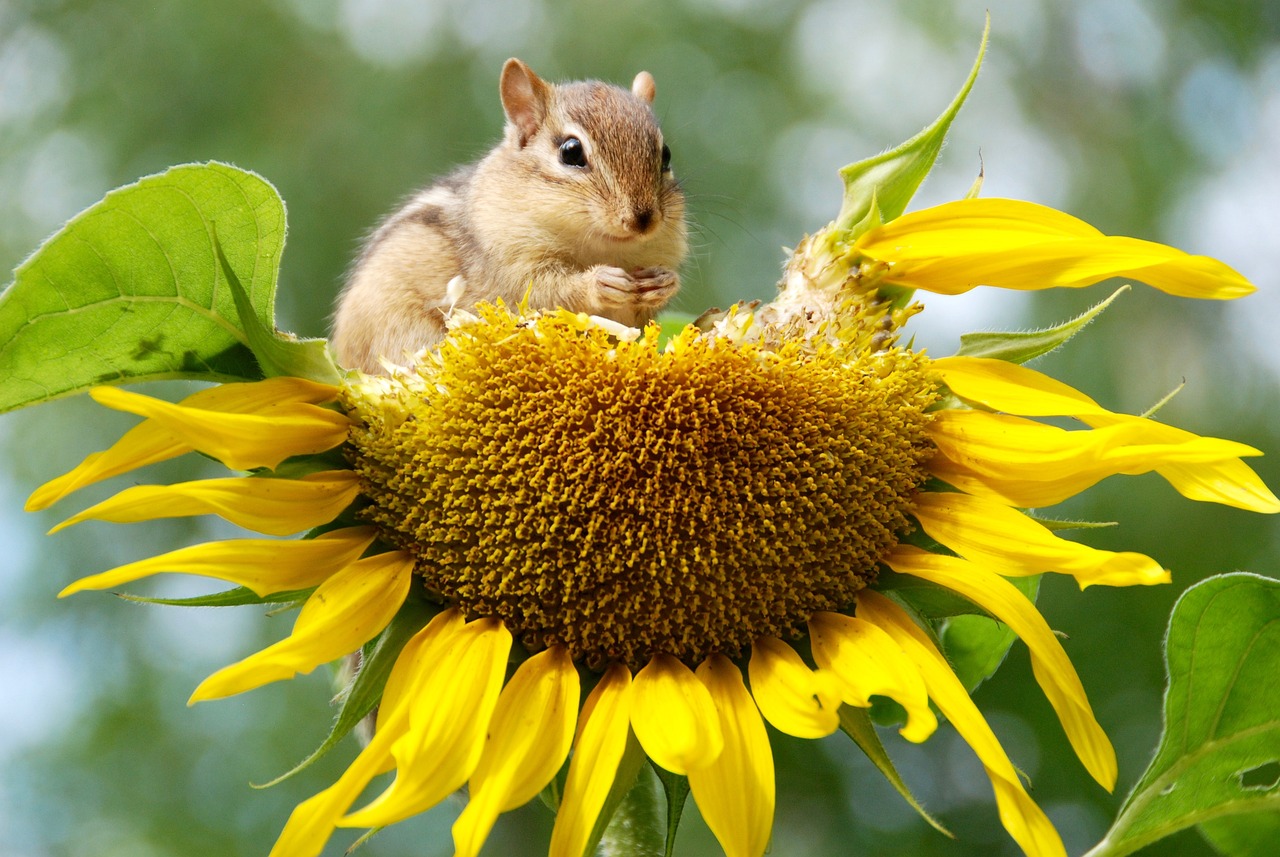 découvrez l'importance de la biodiversité pour notre planète. apprenez comment la biodiversité soutient les écosystèmes, favorise la santé humaine et contribue à la durabilité. explorez les actions indispensables pour préserver la richesse de la vie sur terre.