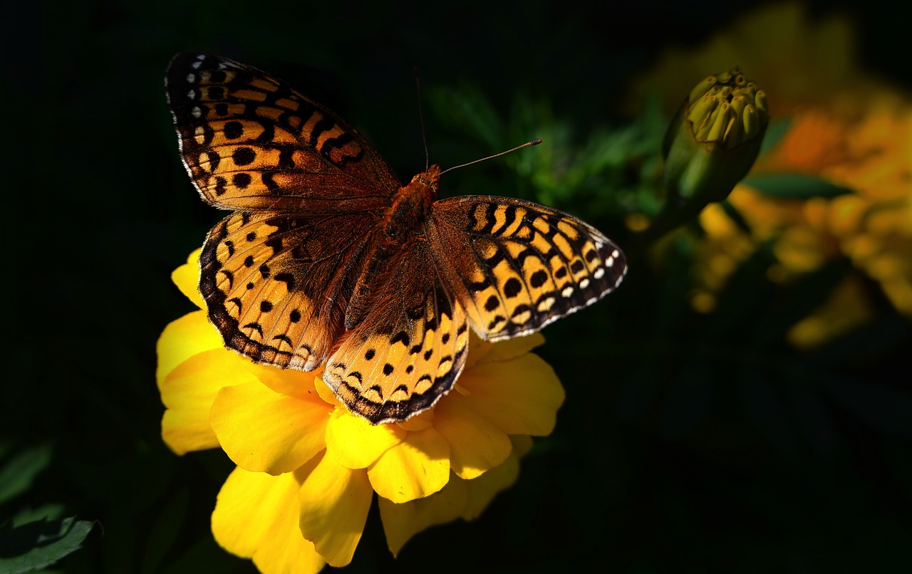 découvrez l'importance de la biodiversité pour notre planète et l'équilibre des écosystèmes. apprenez comment la préservation de la diversité des espèces contribue à la durabilité et à la santé de notre environnement.