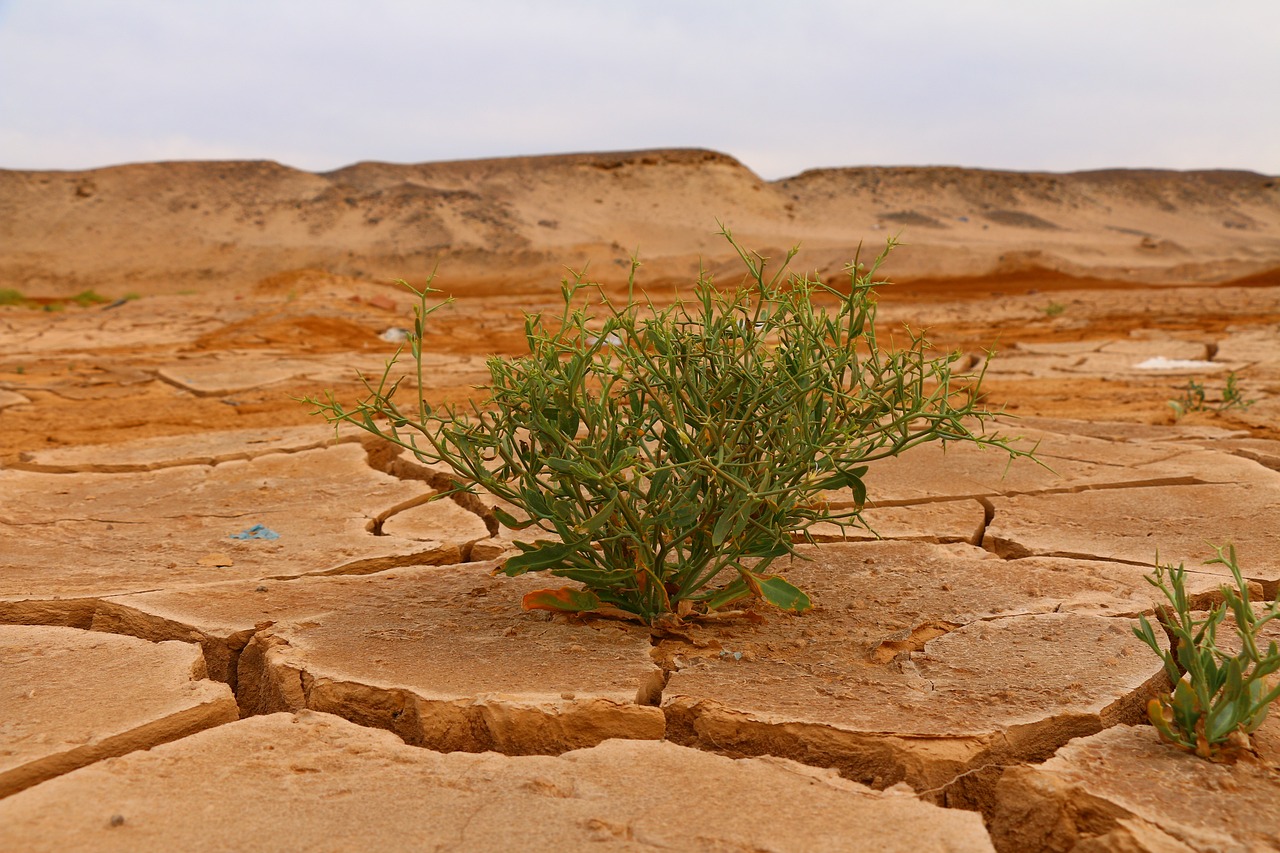 découvrez les enjeux et les impacts du changement climatique sur notre planète. apprenez-en davantage sur les actions à entreprendre pour lutter contre ce phénomène majeur et préserver notre environnement pour les générations futures.