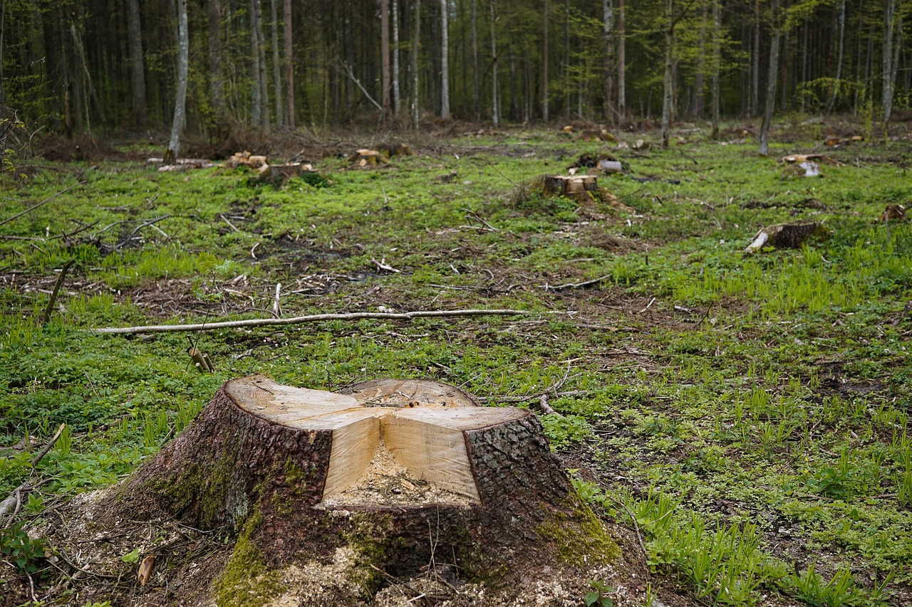 découvrez les enjeux de la déforestation, ses conséquences sur la biodiversité et le climat, ainsi que les solutions durables pour préserver nos forêts et l'environnement. un aperçu essentiel pour comprendre l'impact de nos actions sur la planète.