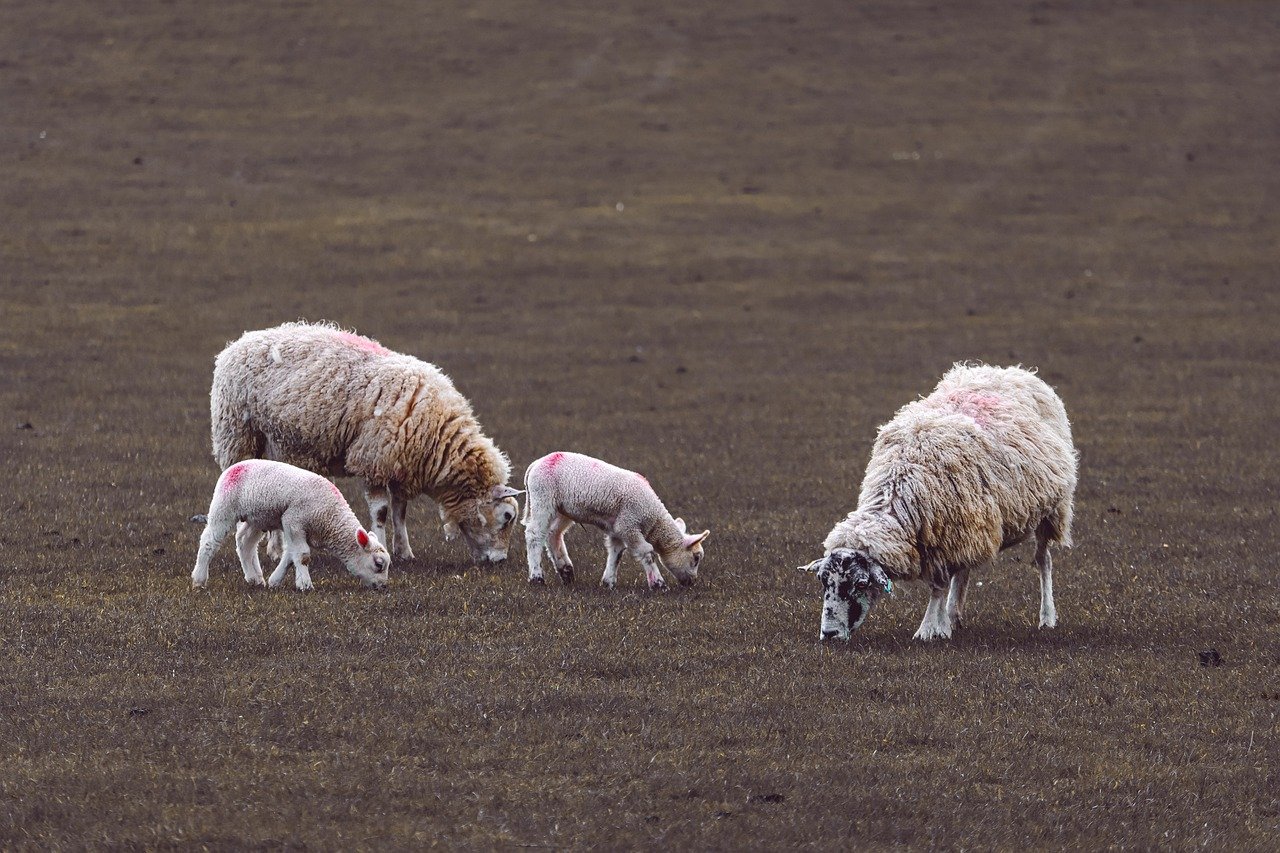 découvrez les enjeux cruciaux de l'environnement, les solutions durables et comment chacun peut contribuer à la protection de notre planète. engageons-nous ensemble pour un avenir plus vert.