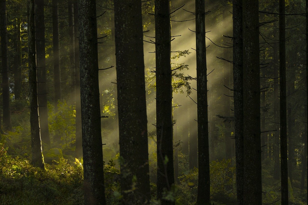 découvrez la beauté et l'importance des forêts, ces écosystèmes vitaux qui abritent une biodiversité riche, jouent un rôle crucial dans la régulation du climat et offrent des espaces de loisirs inestimables. plongez dans l'univers fascinant des forêts et leur impact sur notre planète.