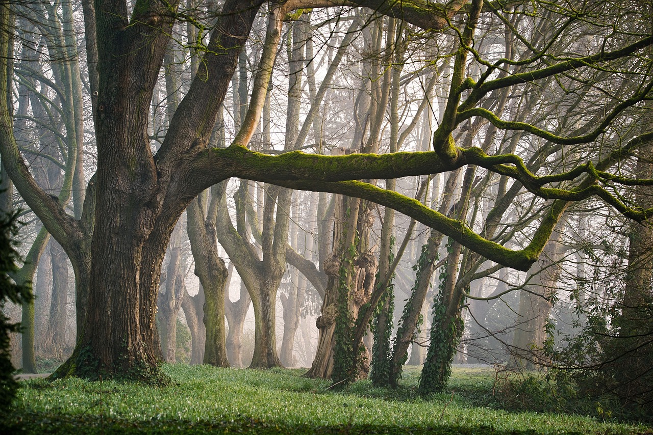 découvrez l'importance des forêts pour notre planète : écosystèmes riches en biodiversité, régulateurs climatiques et sources de ressources inestimables. apprenez comment préserver ces trésors naturels et soutenir la durabilité de notre environnement.