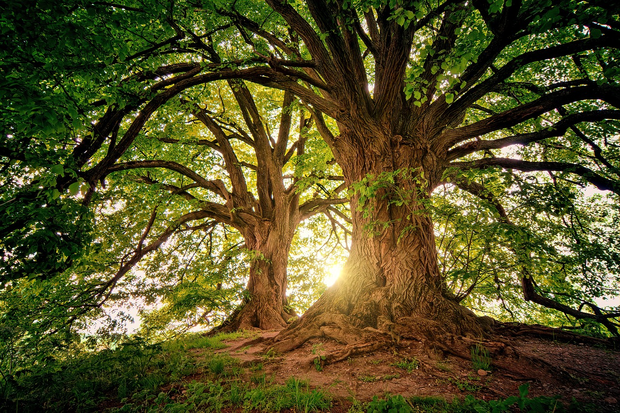 découvrez la beauté et l'importance des forêts, des écosystèmes vitaux pour notre planète. plongez dans l'univers fascinant de la biodiversité, de la conservation et des bienfaits des forêts pour l'environnement et l'humanité.