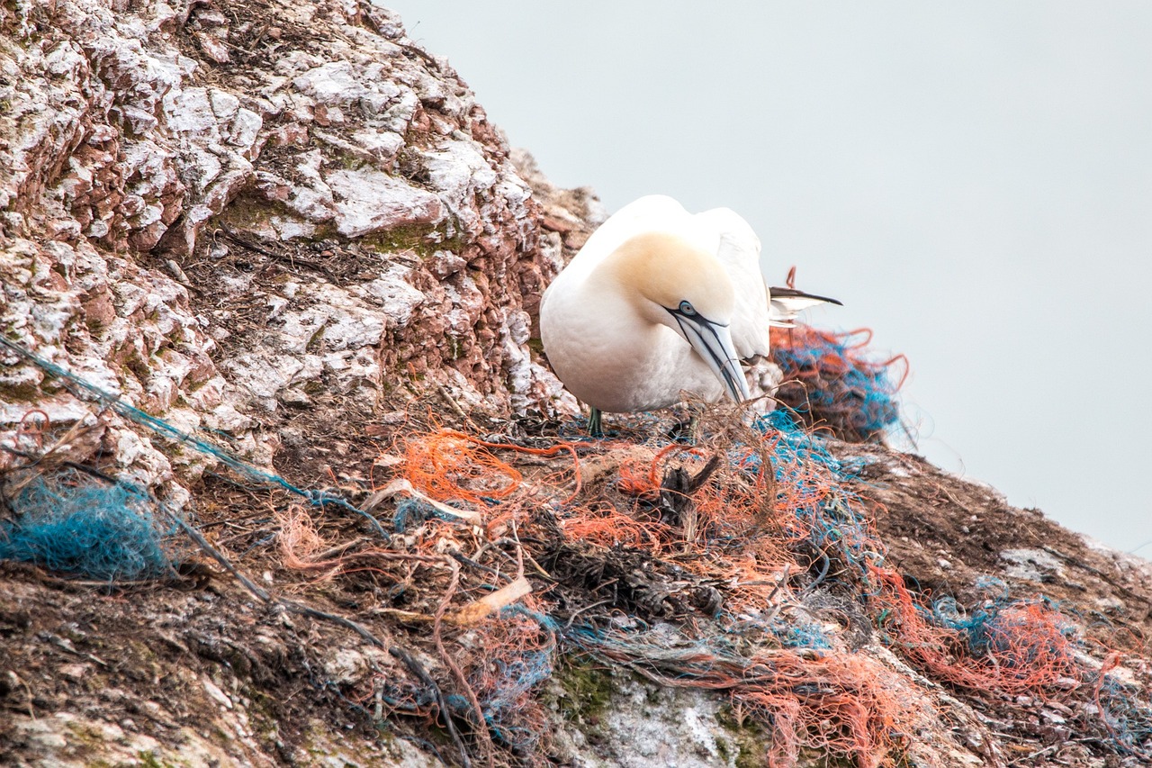 découvrez les enjeux de la pollution plastique, ses impacts sur l'environnement et la santé, ainsi que des solutions pour réduire cette crise mondiale. agissons ensemble pour préserver notre planète.