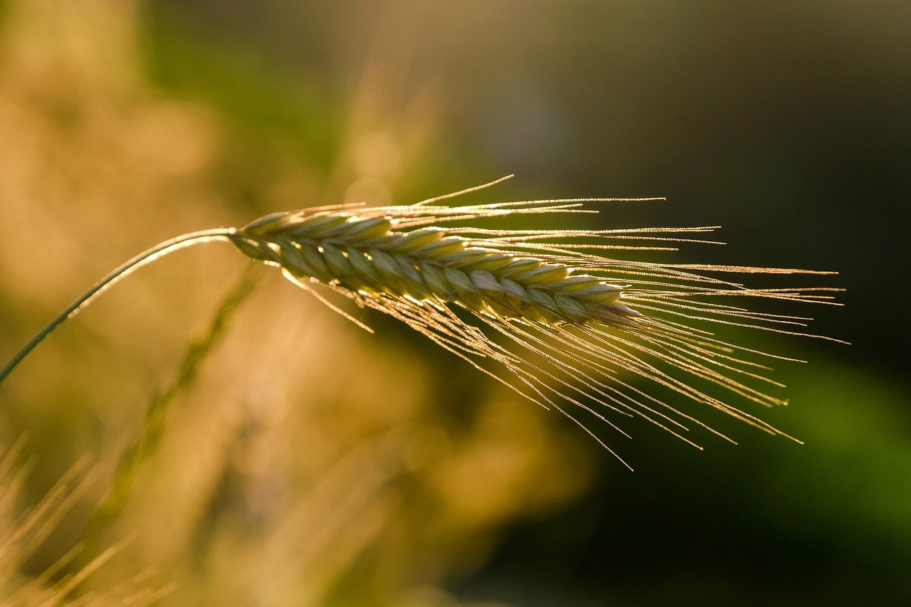 découvrez l'agriculture durable, une approche innovante qui préserve l'environnement tout en garantissant la production alimentaire. apprenez les pratiques écologiques et les techniques qui favorisent la biodiversité, la santé des sols et le bien-être des communautés.