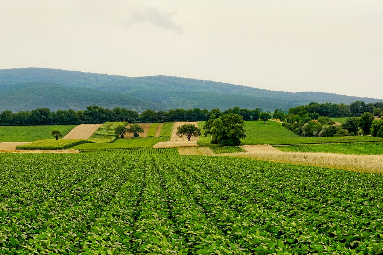 découvrez l'univers de l'agriculture, ses pratiques durables, son impact sur l'environnement et les innovations qui transforment le secteur. explorez nos conseils pour une agriculture responsable et respectueuse des ressources naturelles.