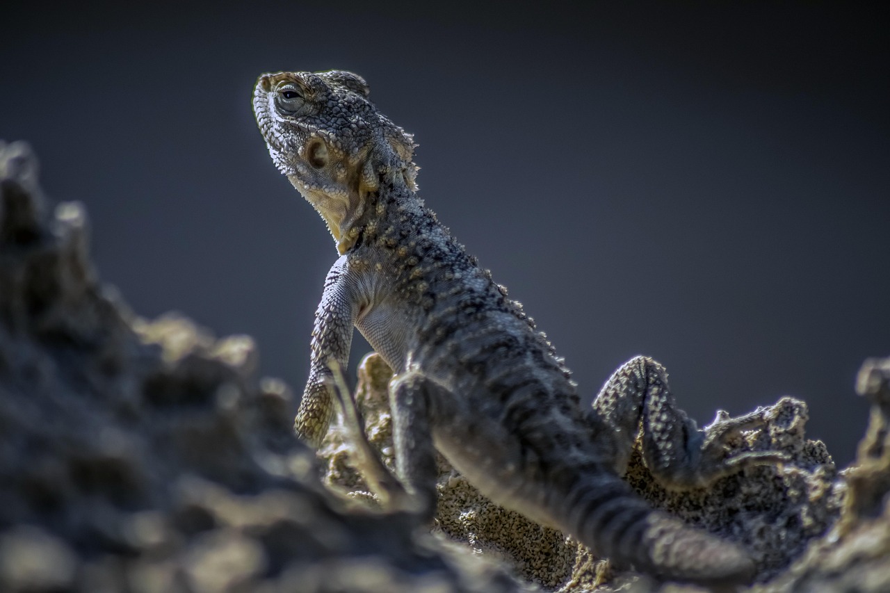 découvrez comment s'adapter aux changements climatiques à travers des stratégies innovantes et durables. apprenez des solutions pratiques pour atténuer les impacts du changement climatique sur votre environnement et votre communauté.