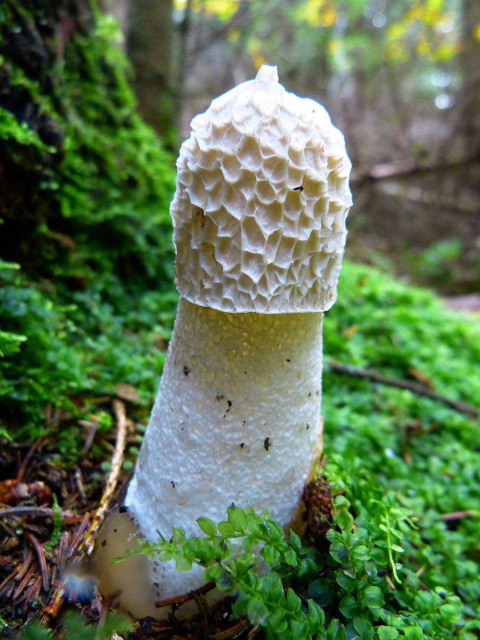 découvrez l'univers fascinant des morilles, ces champignons délicats et prisés par les gourmets. apprenez à les identifier, à les cuisiner et à explorer leurs saveurs uniques dans le monde culinaire.