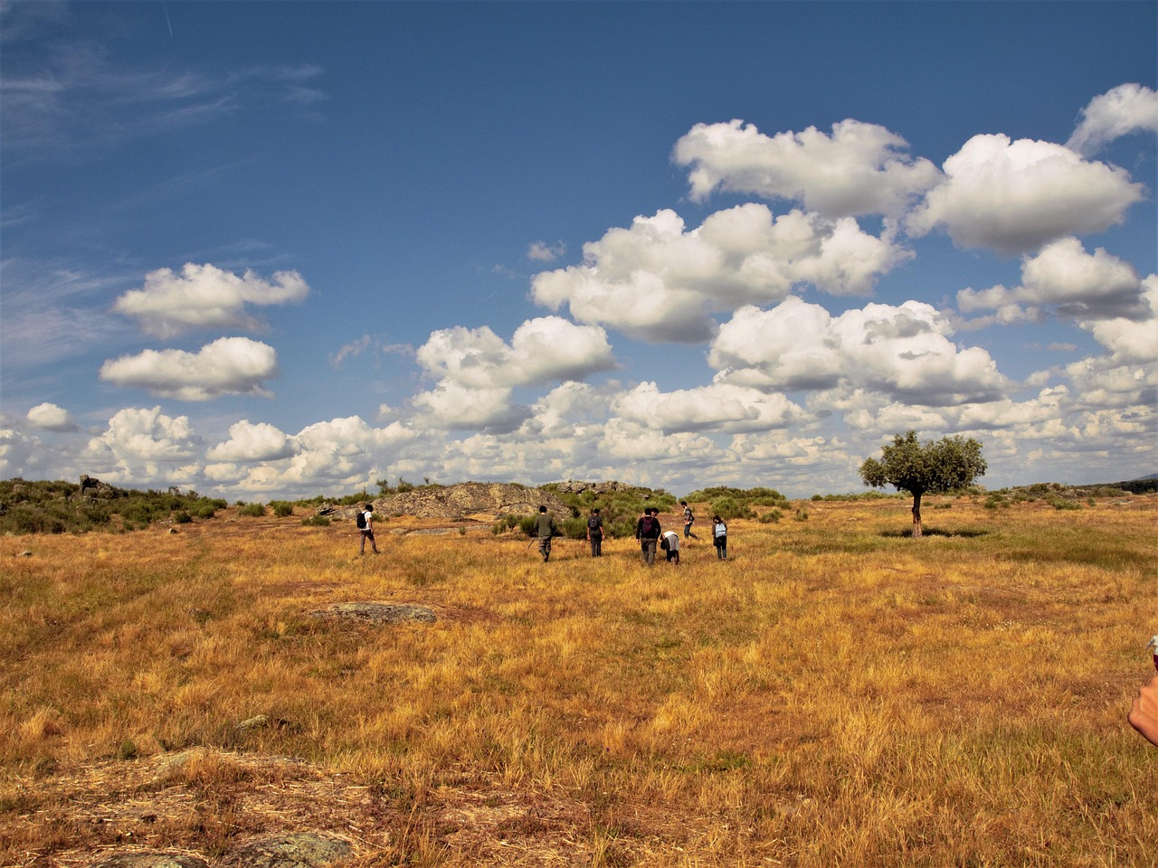 découvrez l'agroforesterie, une pratique innovante alliant agriculture et foresterie pour promouvoir la durabilité, améliorer la biodiversité et optimiser les rendements. explorez ses avantages économiques et environnementaux et engagez-vous vers une agriculture responsable.