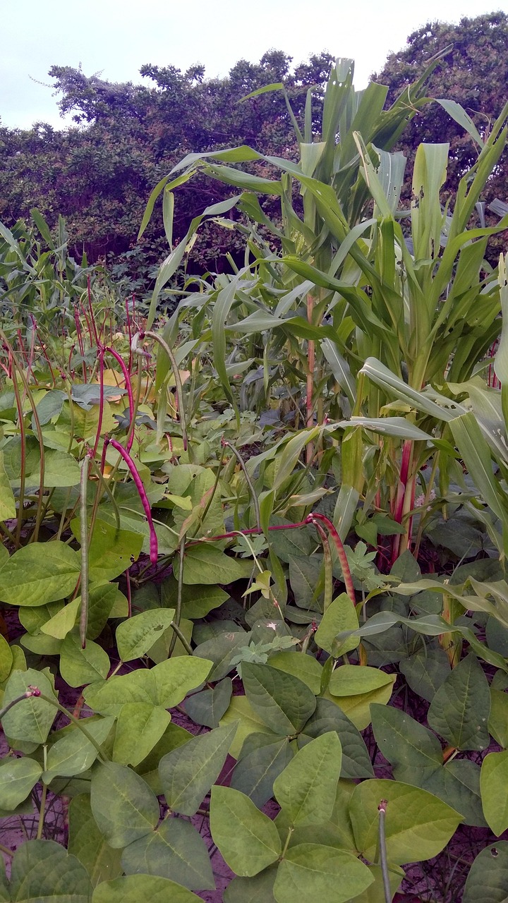 découvrez l'agroforesterie, une pratique durable alliant agriculture et sylviculture. apprenez comment cette approche innovante favorise la biodiversité, améliore les rendements agricoles et contribue à la lutte contre le changement climatique tout en préservant l'environnement.