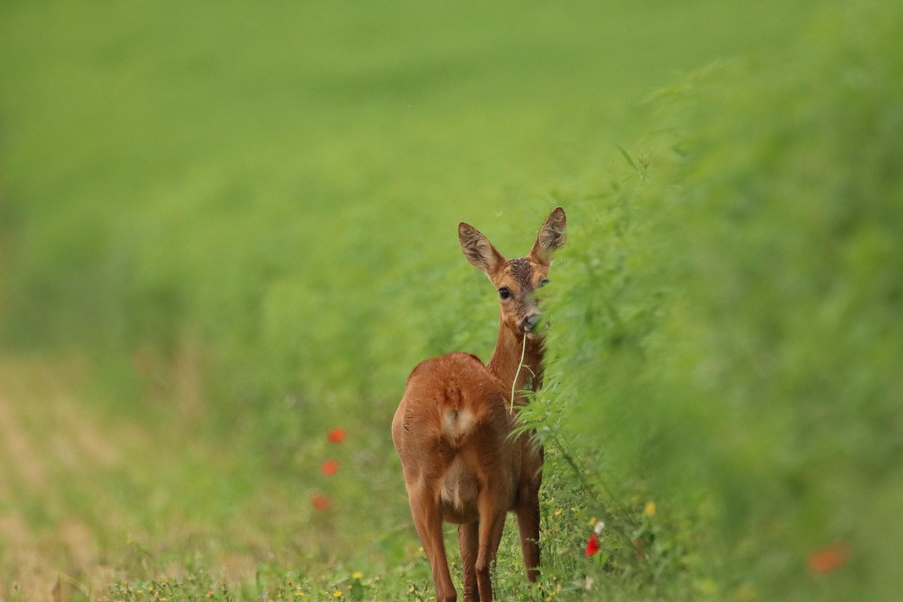découvrez l'importance de la biodiversité, un élément clé pour la santé de notre planète. apprenez comment la diversité des espèces contribue à l'équilibre des écosystèmes et à la durabilité de notre environnement. explorez des initiatives et des solutions pour préserver la richesse naturelle de notre monde.