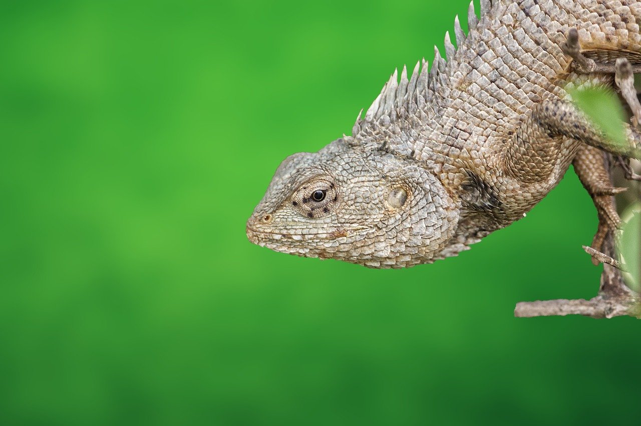 découvrez la biodiversité, la richesse des écosystèmes et l'interdépendance des espèces qui habitent notre planète. explorez l'importance de la conservation et des actions nécessaires pour préserver notre environnement pour les générations futures.