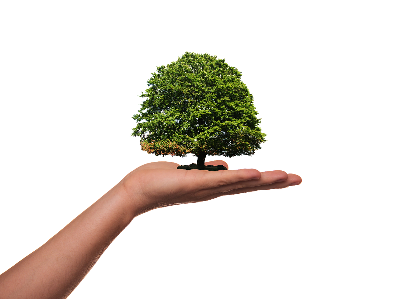 découvrez l'importance de la sensibilisation écologique et comment elle peut transformer nos comportements pour protéger notre planète. engagez-vous pour un avenir durable en comprenant les enjeux environnementaux actuels.