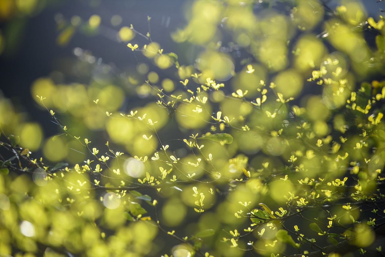 découvrez l'importance de l'environnement, les enjeux écologiques actuels et les solutions innovantes pour préserver notre planète. engagez-vous dans la protection de notre écosystème!