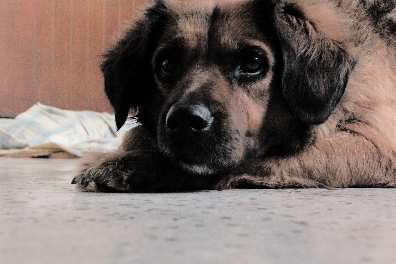 découvrez le rôle essentiel des environmentalistes dans la protection de notre planète. apprenez comment ils œuvrent pour la conservation de la biodiversité, la lutte contre le changement climatique et la promotion de pratiques durables afin de garantir un avenir sain pour les générations futures.