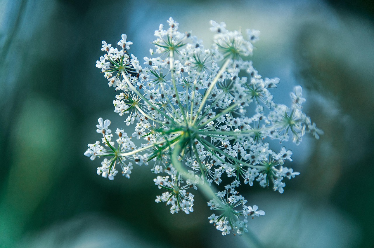 découvrez les écosystèmes fragiles de notre planète, leurs enjeux et l'importance de leur préservation. apprenez comment des actions simples peuvent contribuer à la sauvegarde de ces milieux vulnérables face aux menaces environnementales.