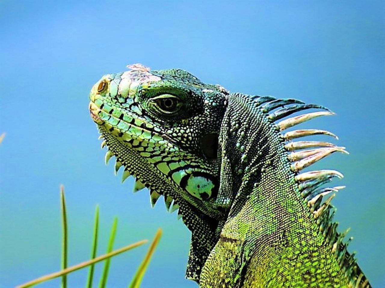 découvrez la beauté envoûtante de la guadeloupe, une destination de rêve avec ses plages de sable blanc, sa biodiversité exceptionnelle et sa culture créole vibrante. partez à l'aventure dans ses paysages luxuriants et savourez la délicieuse cuisine locale dans cet archipel des caraïbes.