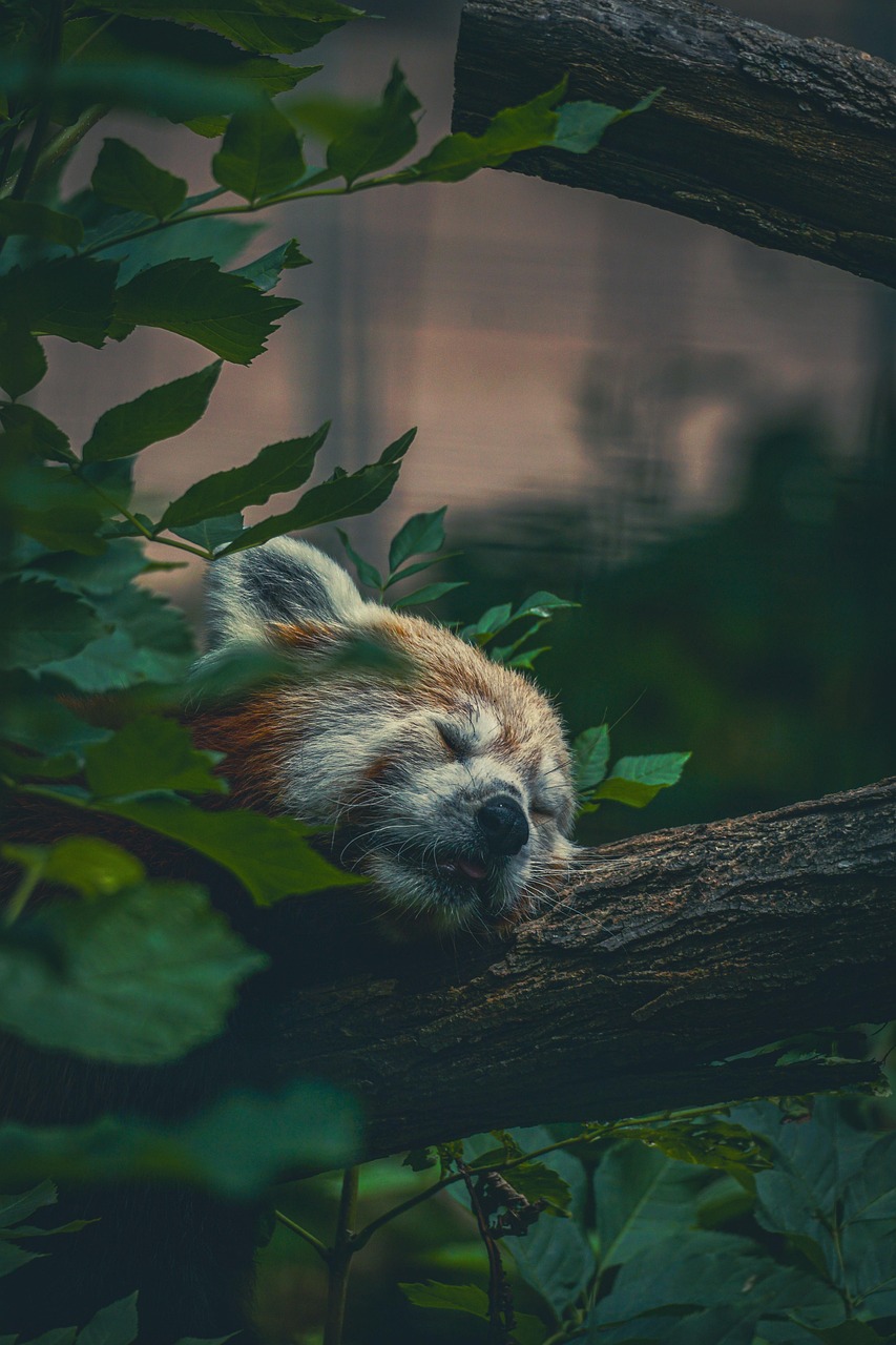 découvrez comment faire face à la canicule avec nos astuces pratiques pour vous protéger de la chaleur, rester hydraté et adapter votre mode de vie durant les fortes chaleurs estivales.