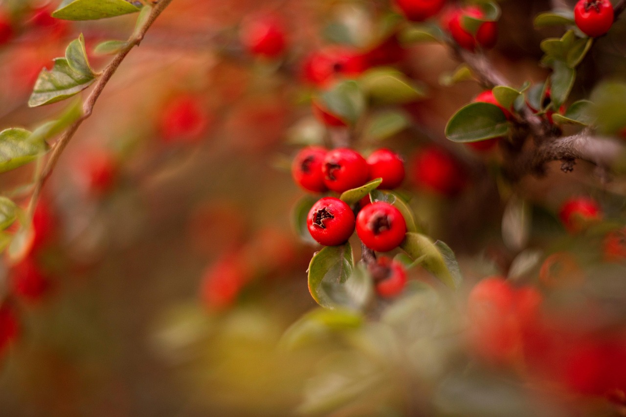 découvrez le monde fascinant de l'organique : des pratiques durables et respectueuses de l'environnement qui favorisent la santé et le bien-être. explorez nos conseils et idées pour intégrer l'organique dans votre quotidien!