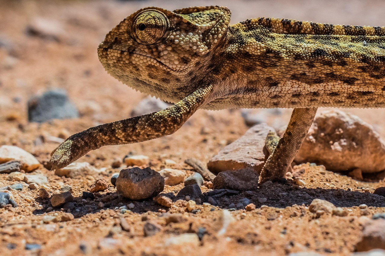 découvrez comment l'adaptation, qu'elle soit personnelle, professionnelle ou environnementale, joue un rôle clé dans notre réussite et notre bien-être. apprenez des stratégies efficaces pour mieux vous adapter aux changements et aux défis de la vie.