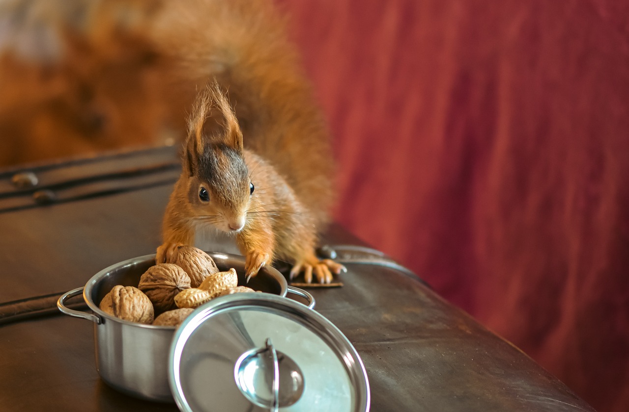 découvrez comment promouvoir le bien-être animal à travers des pratiques éthiques, des politiques de protection et des initiatives pour assurer une vie meilleure à nos compagnons à quatre pattes. apprenez l'importance de la compassion et des droits animaux pour un monde plus respectueux.