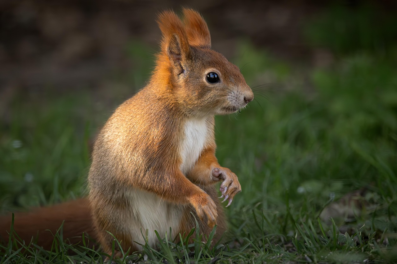 découvrez l'importance du bien-être animal et les mesures à prendre pour assurer une vie épanouie aux animaux. explorez les enjeux éthiques, les lois en vigueur et les meilleures pratiques pour promouvoir un traitement respectueux et digne des animaux.