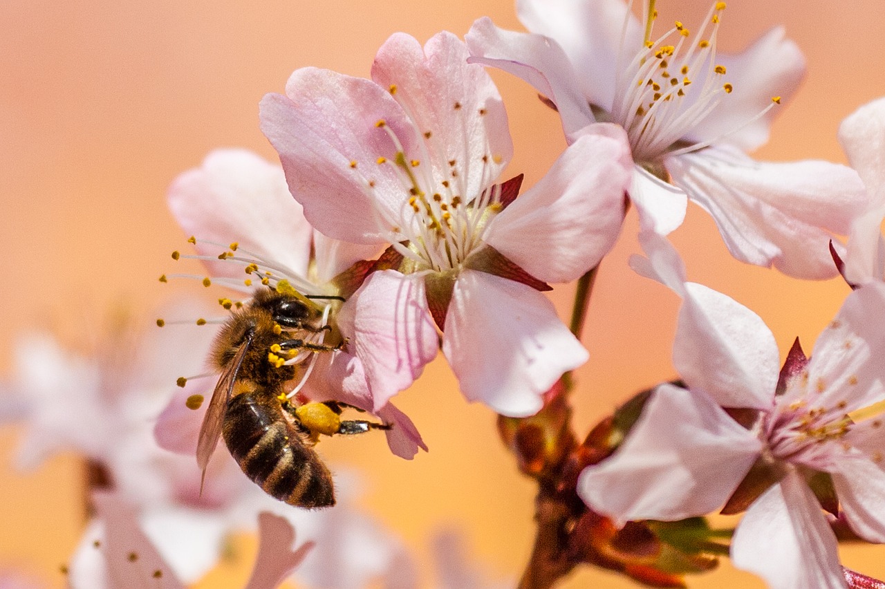 découvrez les meilleures pratiques pour la protection des abeilles, essentielles à notre écosystème. apprenez comment préserver ces pollinisateurs en danger et contribuer à la biodiversité.