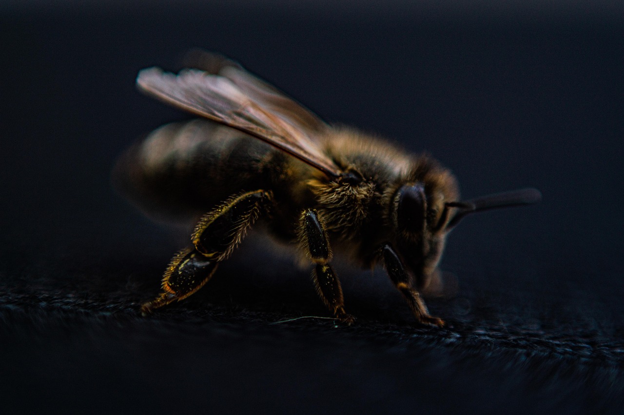 découvrez des solutions efficaces pour la protection des abeilles. protégez ces pollinisateurs essentiels grâce à nos conseils et produits adaptés pour préserver leur habitat et leur santé.