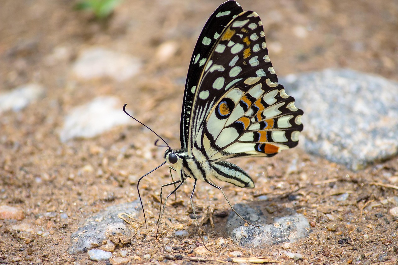 participez à notre concours captivant et tentez de gagner des prix incroyables ! inscrivez-vous dès maintenant pour une chance de briller et de faire entendre votre voix. ne manquez pas cette opportunité unique !