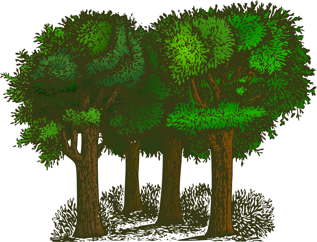 découvrez l'écologie, la science qui étudie les interactions entre les êtres vivants et leur environnement. explorez les enjeux environnementaux, la biodiversité et les solutions durables pour préserver notre planète.