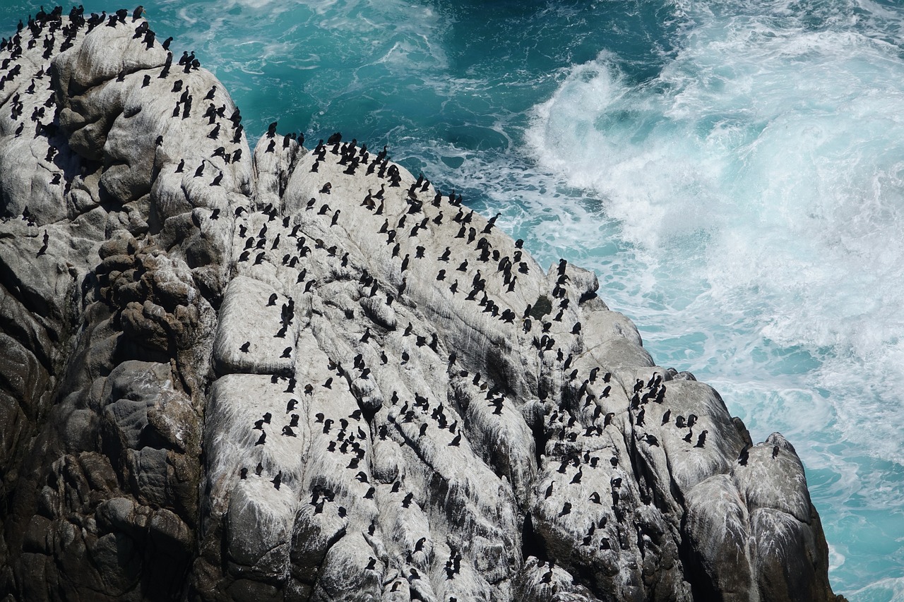 découvrez les merveilles de l'océan : sa biodiversité impressionnante, ses paysages à couper le souffle et l'importance cruciale de sa préservation pour notre planète. plongez dans un univers fascinant rempli de secrets marins.
