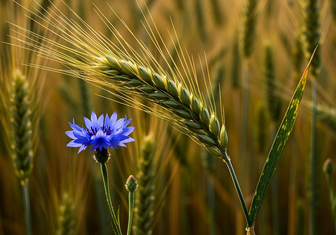 découvrez les pratiques de l'agriculture durable qui préservent l'environnement tout en assurant une production alimentaire efficace. apprenez comment des méthodes respectueuses de la nature peuvent enrichir les sols, réduire les déchets et promouvoir la biodiversité.