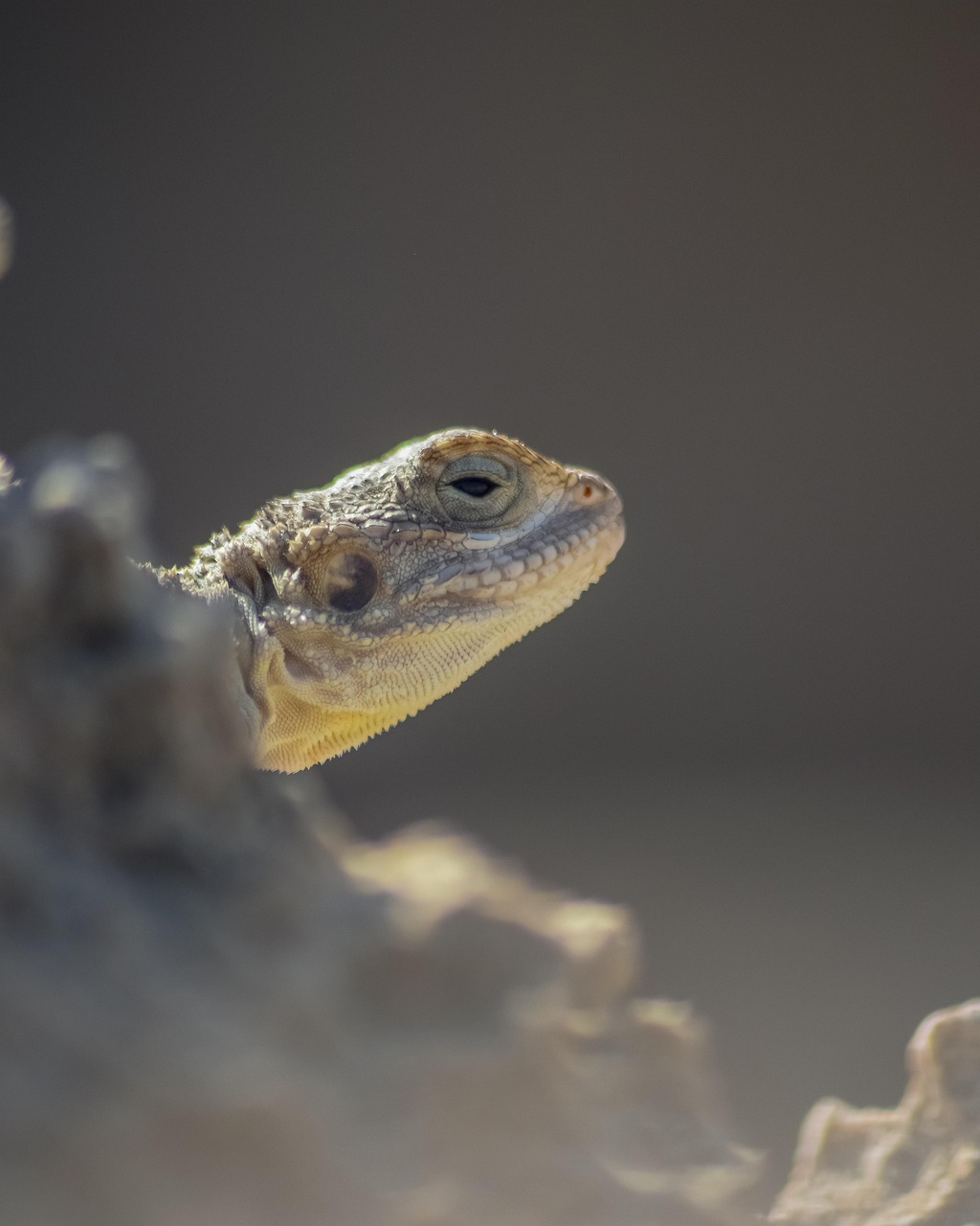 découvrez l'importance de l'adaptation dans divers domaines, qu'il s'agisse de la biologie, de l'éducation ou de l'environnement. apprenez comment s'adapter aux changements peut conduire à la croissance personnelle et professionnelle.