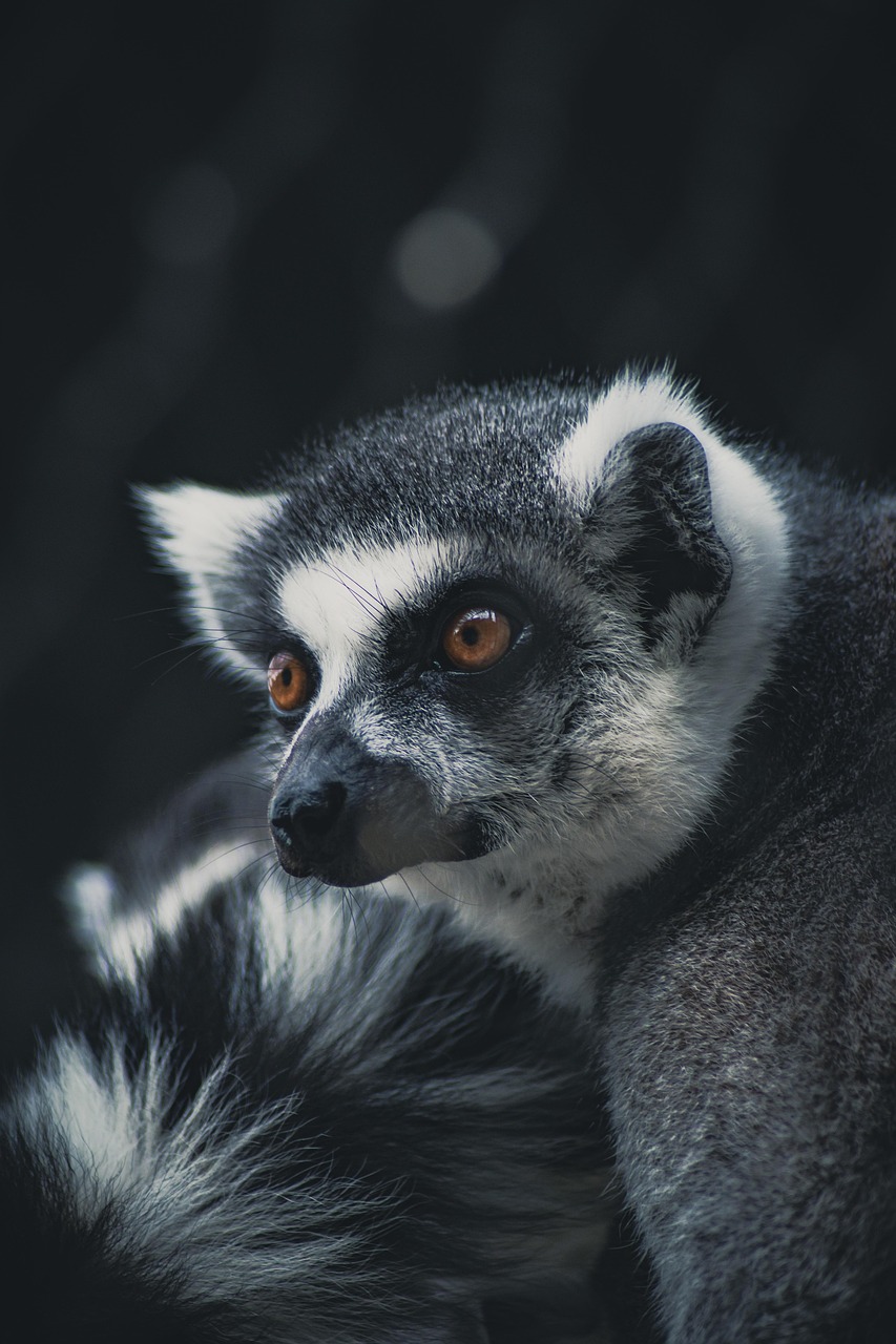 découvrez l'importance de la conservation des forêts pour la biodiversité, la lutte contre le changement climatique et le bien-être des communautés humaines. engagez-vous pour un avenir durable en préservant nos précieuses forêts.