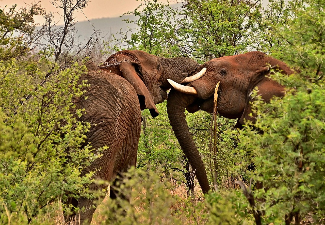 découvrez comment la conservation des forêts joue un rôle crucial dans la protection de notre planète. apprenez les techniques, les initiatives et les avantages de préserver ces écosystèmes vitaux pour la biodiversité et le climat.
