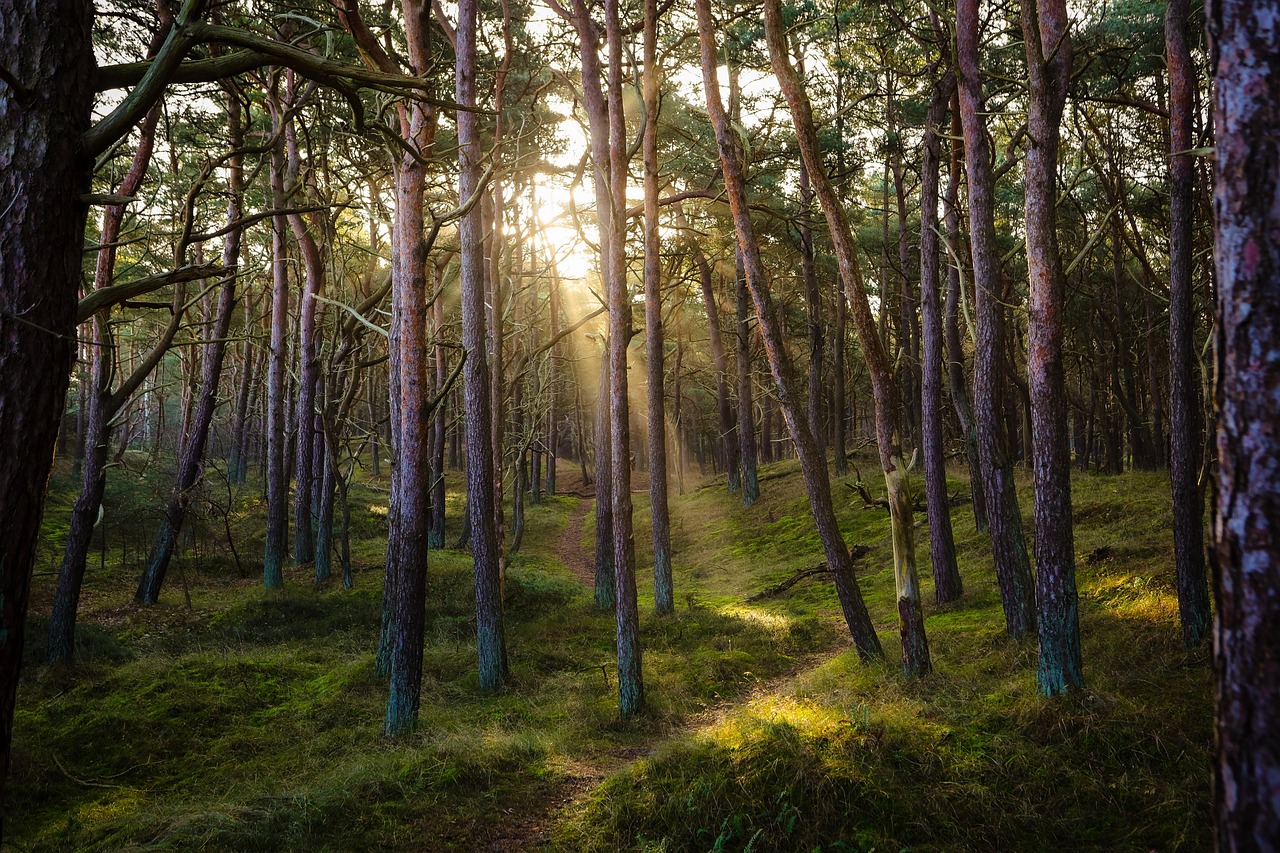 découvrez l'importance des forêts, ces précieux écosystèmes qui abritent une biodiversité incroyable, régulent le climat et fournissent des ressources essentielles. plongez dans leur monde fascinant et apprenez comment les protéger pour les générations futures.