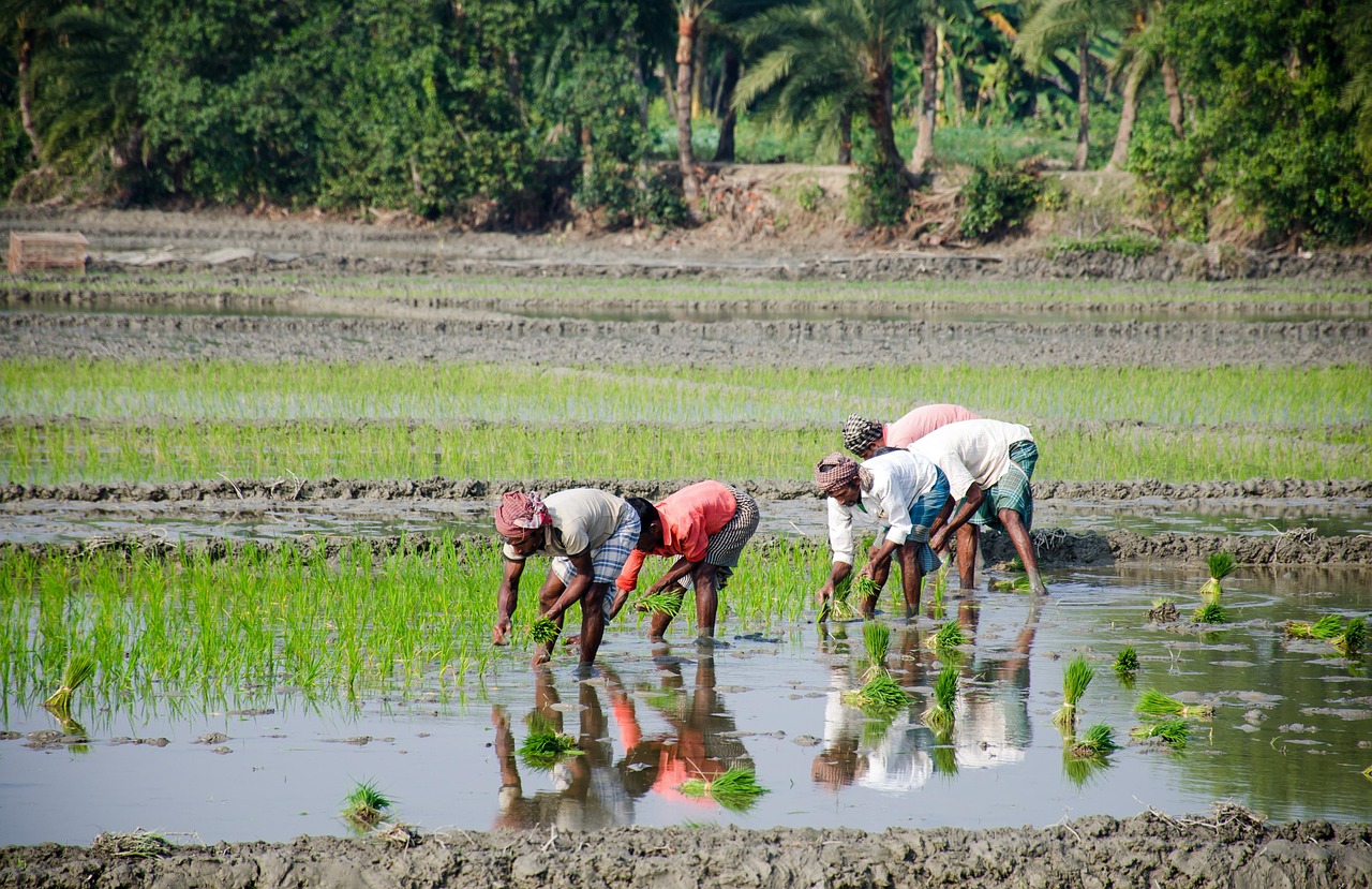 découvrez les bonnes pratiques de la culture durable du riz : techniques écologiques, optimisation de l'eau et respect de l'environnement pour une production de riz responsable et productive.