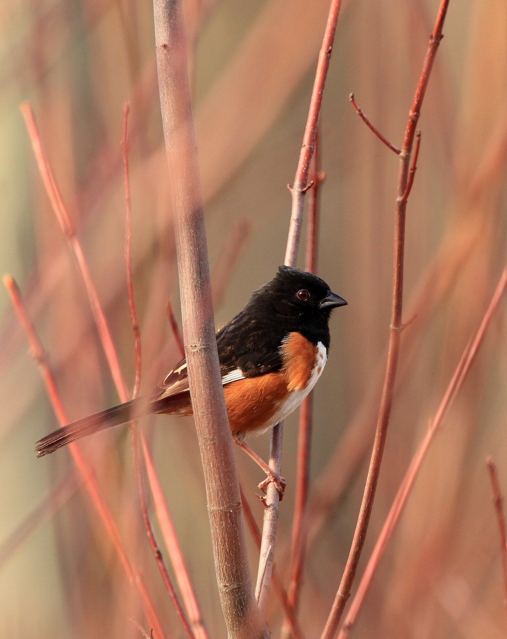 découvrez tout ce qu'il faut savoir sur le terme 'avian', relatif aux oiseaux : définitions, explications et son importance dans le monde animal.